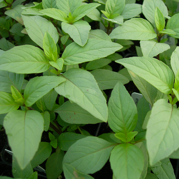 Lime Basil Seeds | Heirloom / Non-GMO | Free Shipping | Herb Seeds | 1127 gallery