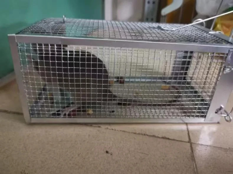Humane Mouse Trap, Reusable Catch and Release Rodent Trap for Small Mice gallery