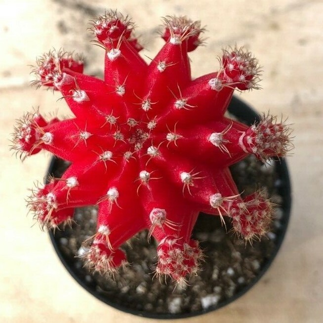 Gyncocaleum Mihanovichii Friedrichii 'Moon Cactus' 'Red', Comes in a 2.5" Pot gallery