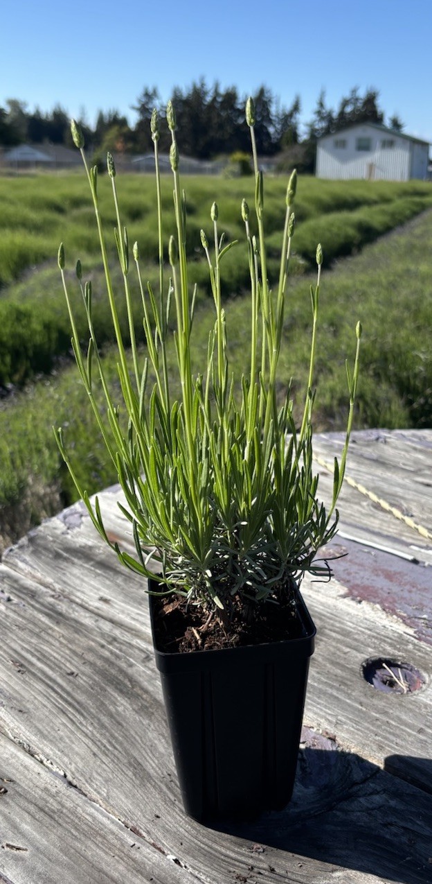 Live Grosso Lavender Plant | 6" Pot | Farm-Grown Sequim WA | Fragrant French gallery