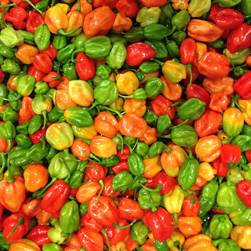 Aji Dulce Pepper Seeds | Mild Heat | Heirloom / Non-GMO | Free Shipping | 1016 gallery