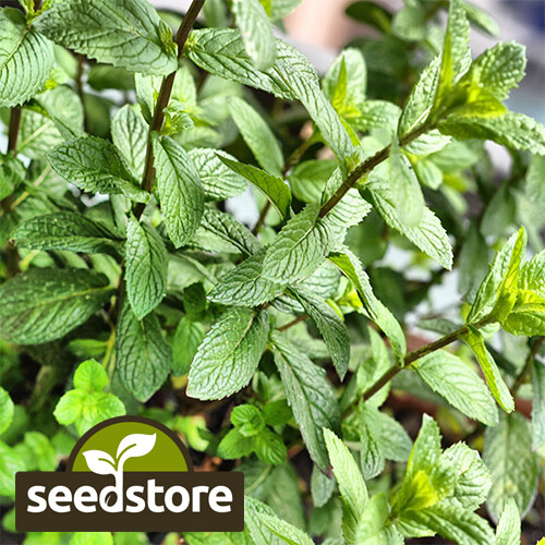 Peppermint Seeds | Heirloom / Non-GMO | Free Shipping | Herb Seeds | 1169 gallery