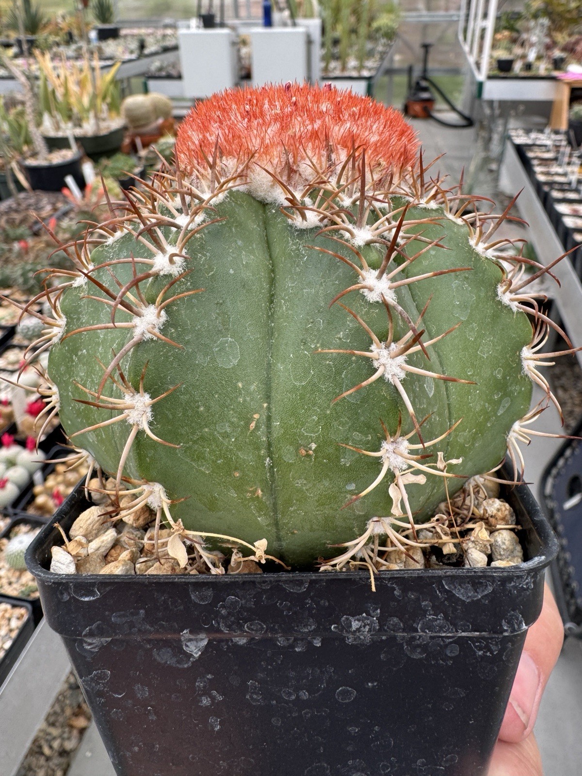Melocactus Matanzanus Cactus with Cephalium Succulent , Blooming, Species gallery
