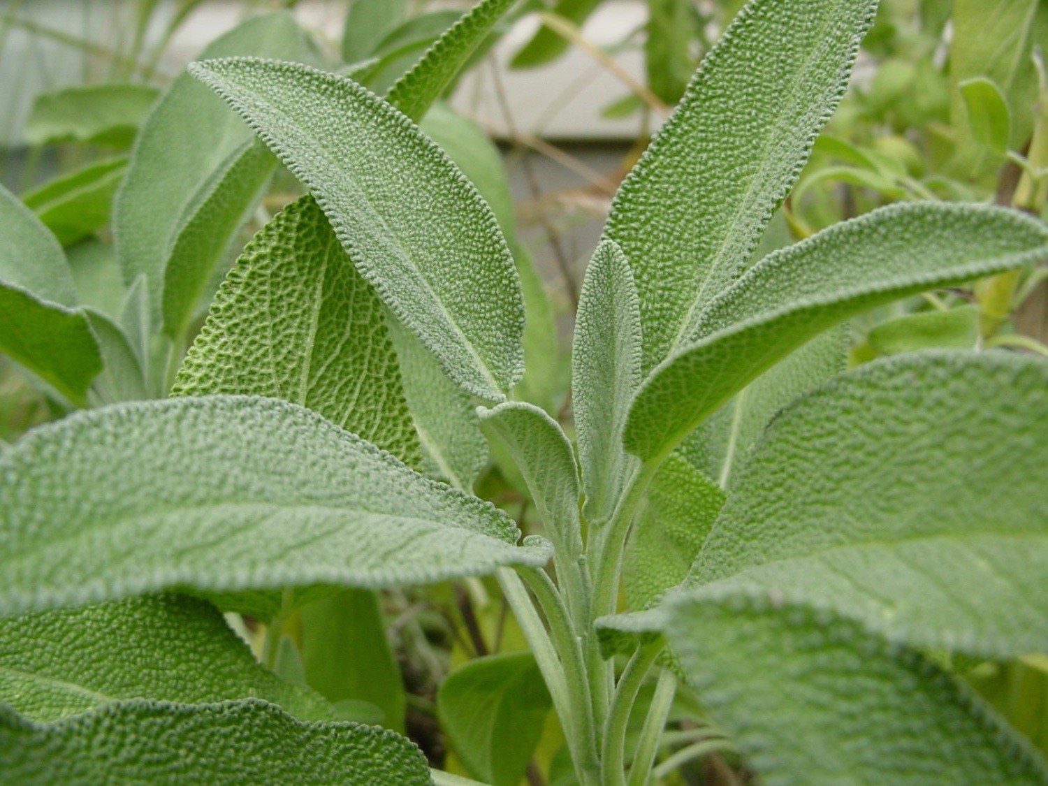Broadleaf Sage, Salvia Officinalis, NON-GMO, Variety Sizes, FREE SHIPPING gallery