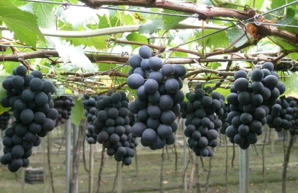 50Pcs Grape Seeds (Vitis vinifera) var. Kyoho Grapes Original gallery