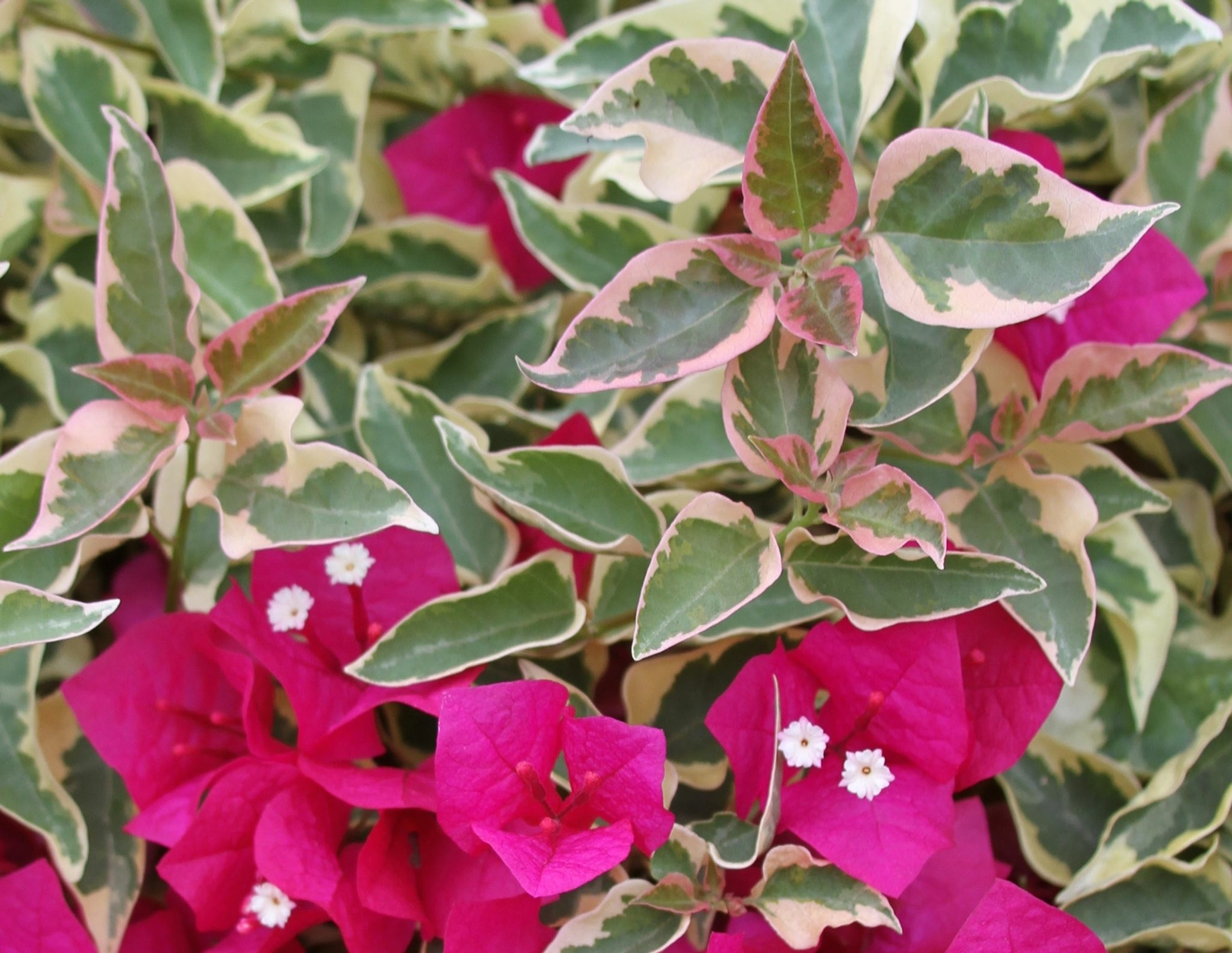 Bougainvillea - 'Raspberry Ice' gallery