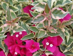 Bougainvillea – ‘Raspberry Ice’