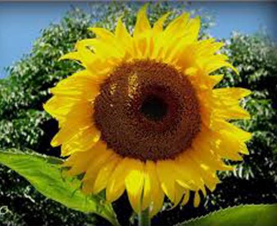 SUNFLOWER, MAMMOTH RUSSIAN, 100 SEEDS NEWLY HARVESTED, 7-10 Foot Tall gallery