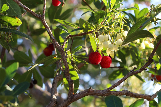 Strawberry Tree {Arbutus unedo} Evergreen 20+ seeds Free Shipping US gallery