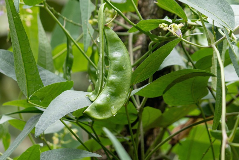 50 WHITE DIXIE LIMA BEAN Butterpea Phaseolus Vulgaris Vegetable Seeds *Comb S/H gallery