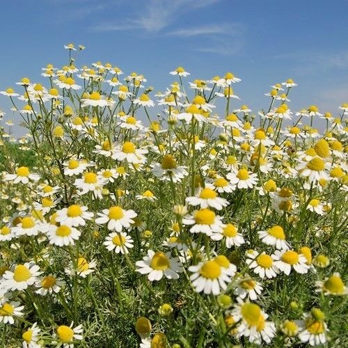 2001+Common German CHAMOMILE Flower Seeds Organic Herb Tea Garden Container Easy gallery