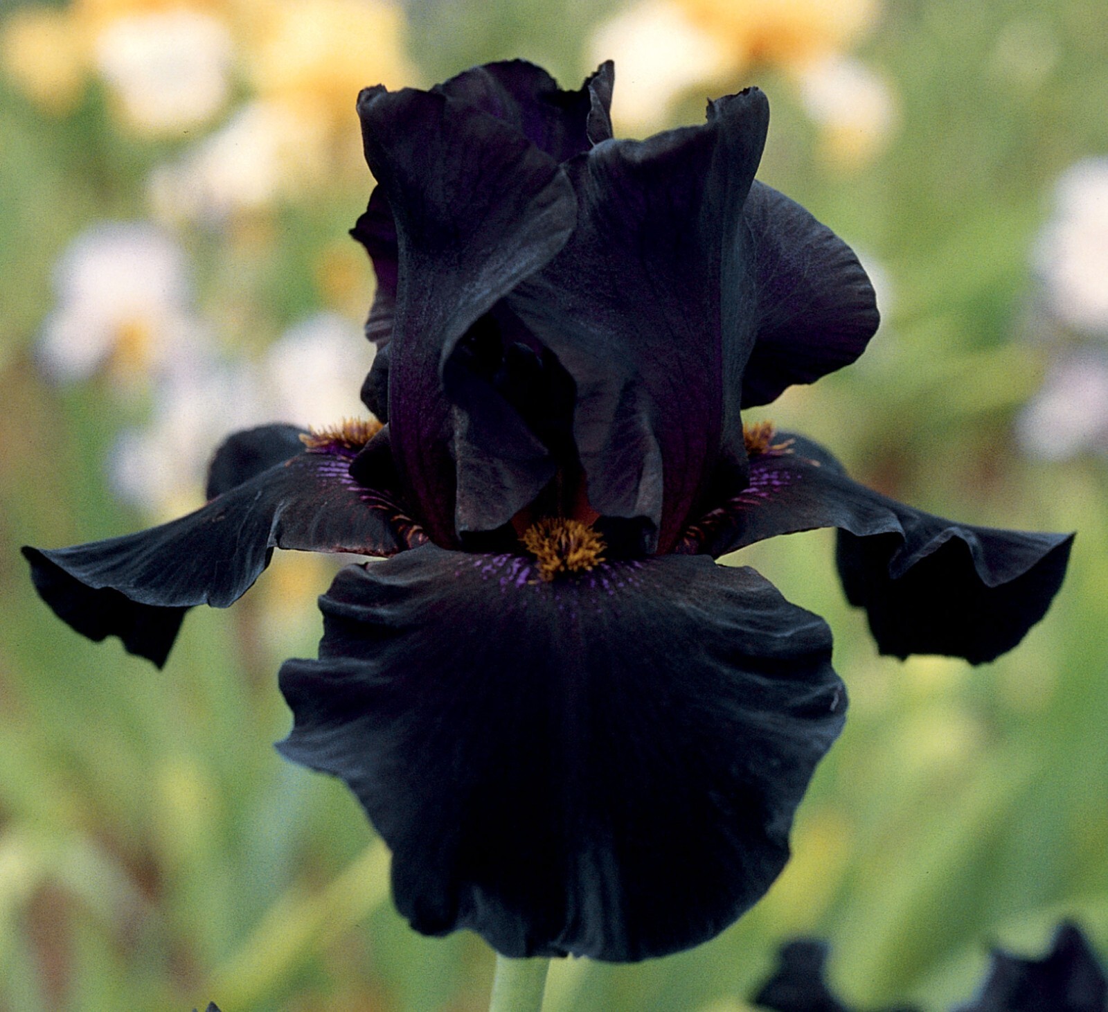 Old Black Magic Iris Plant Quart Pot | Fragrant Ink Black Flowers Perennial gallery