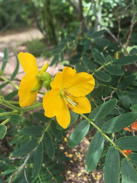 Senna multiglandulosa | Downy Senna | Buttercup Bush | Glandular Senna | 10 Seed gallery