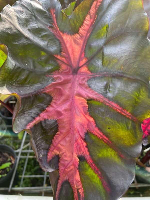 Colocasia Redemption / Elephant Ear – Large 1 Gallon Size - Largest on eBay!! gallery