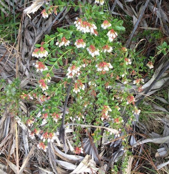 Vaccinium myrsinites | Florida Evergreen Blueberry | Shiny Blueberry | 20 Seeds gallery