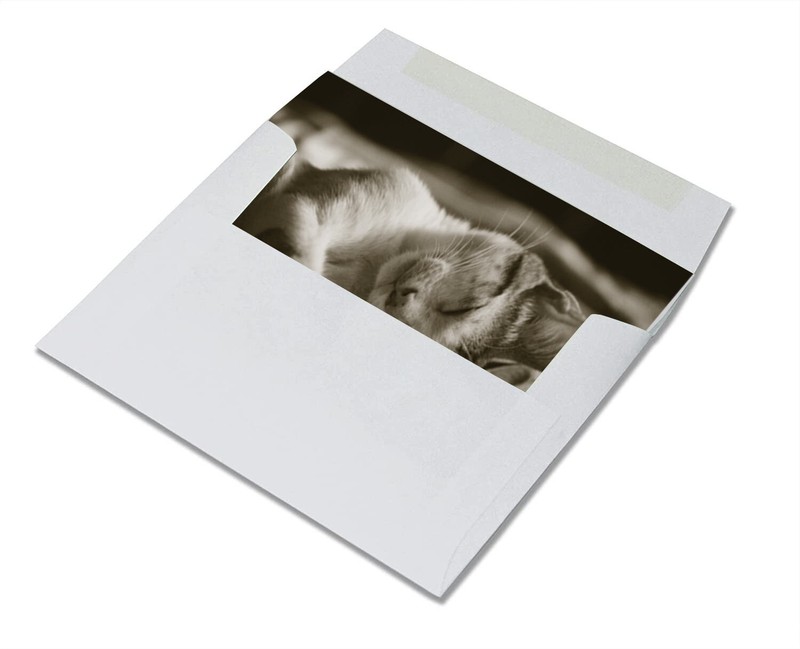 Sleeping Kittens Note Cards-Blank Inside-5.5"x4.25"-12 Pack gallery
