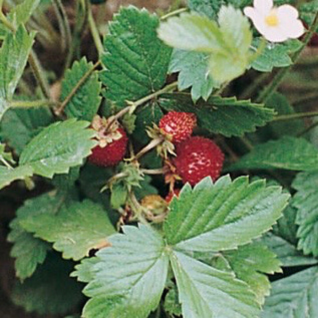 50++ Strawberry Seeds (Alexandria) - Great Heirloom Fruit Vegetable Seeds USA gallery