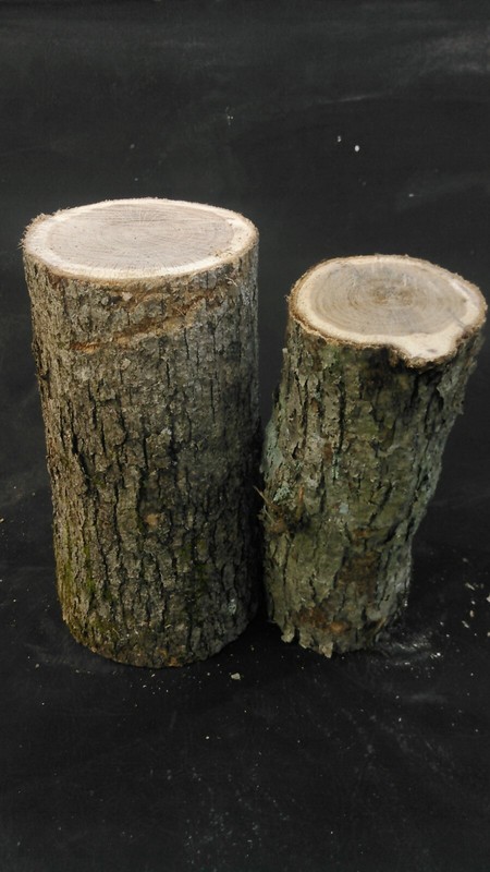 2 Large 12" White Oak Logs For Growing Mushrooms Shittake Oyster Mushroom gallery