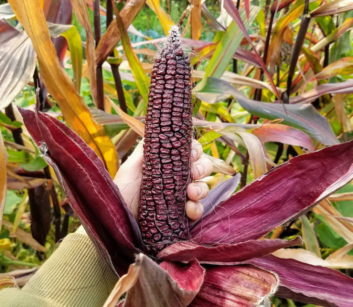 Double Red Sweet Corn Seeds | Purple Husk Stalk Indian Ornamental Dent Seed 2024 gallery