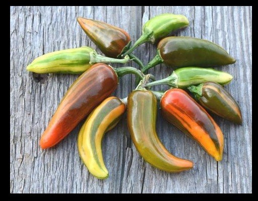 Fish Pepper 15 - 200 Seeds Hot Caribbean flavor Rare Variegated Seafood Bulk gallery