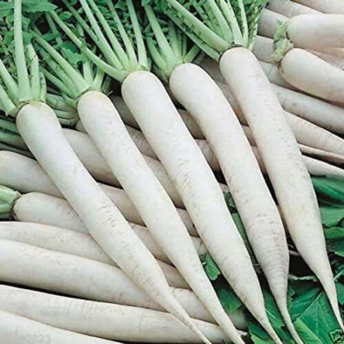 White Icicle Radish Seeds | Heirloom / Non-GMO | Free Shipping | Seed Store 1094 gallery