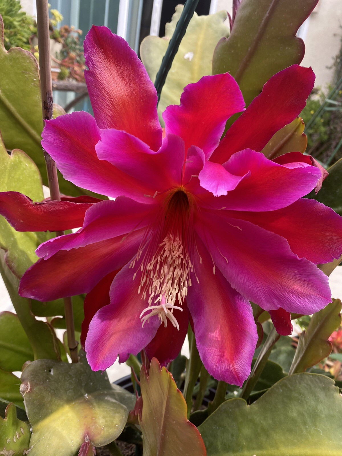* Special, Rare Epiphyllum FUCHSIA ORCHID CACTUS - 5" to 8" x2 Cuttings gallery