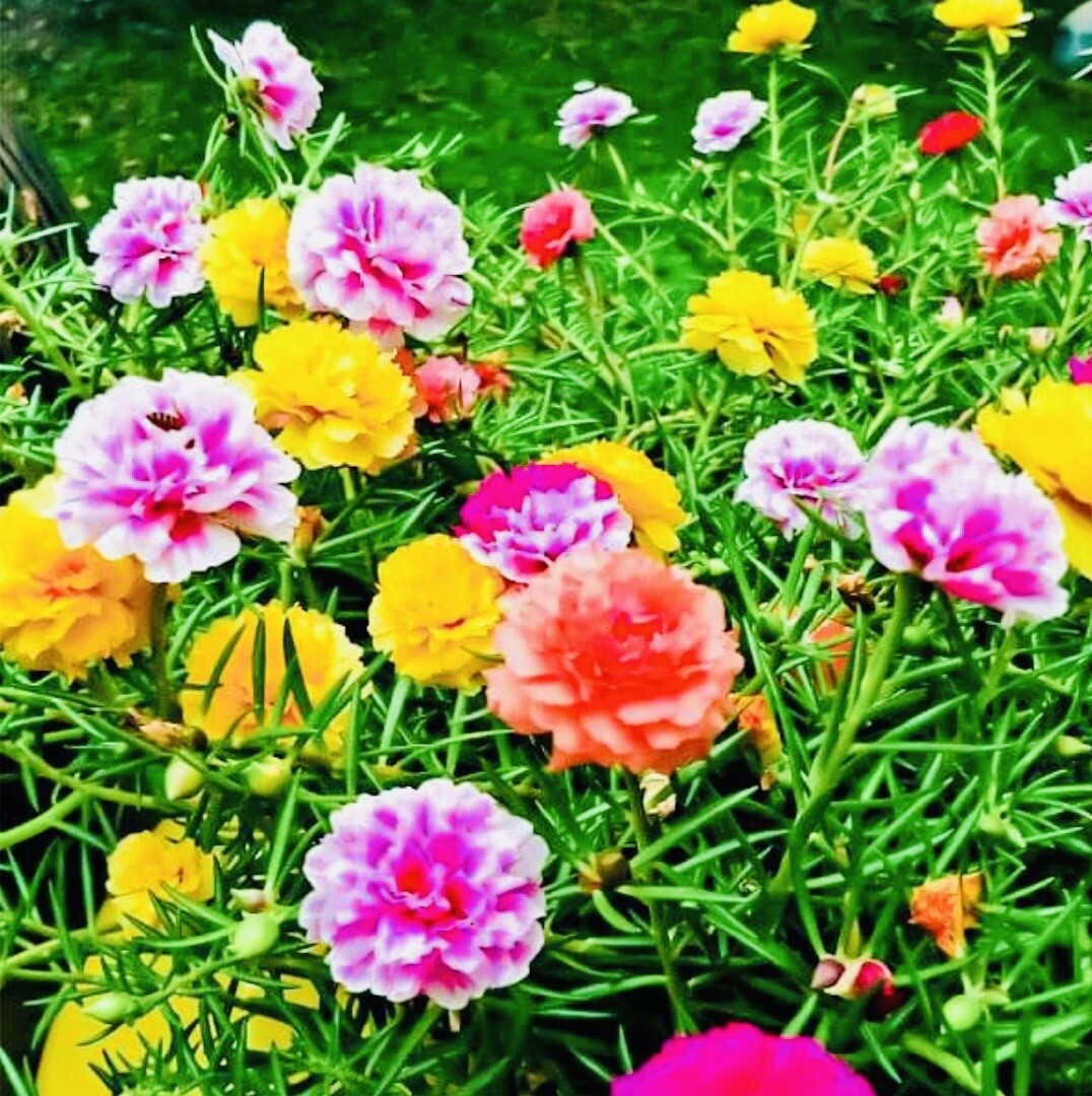 MOSS ROSE DOUBLE FLOWER MIX SEEDS OPEN POLLINATED HEIRLOOM SEEDS FRESH HARVEST gallery