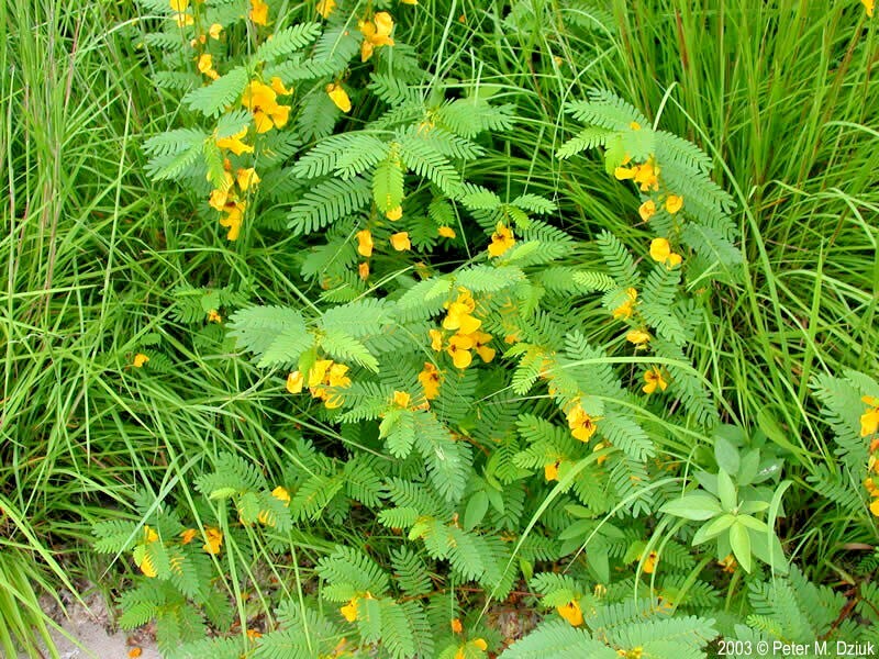 201+ PARTRIDGE PEA Seeds Native Wildflower Fall Food Source Turkey Deer Birds gallery
