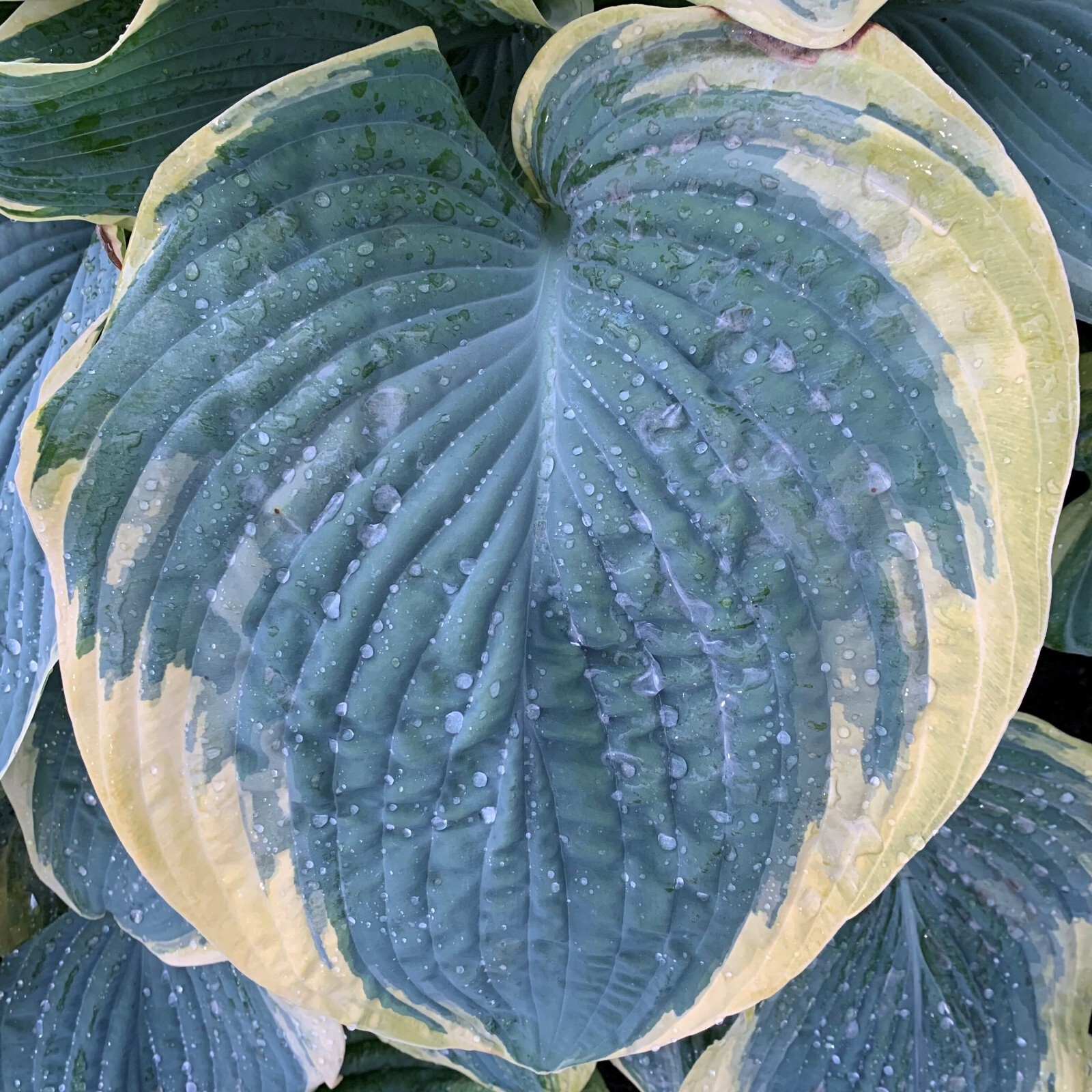 Hosta Shadowlands Gigantosaurus Proven Winners Rooted 5.25" Pot Perennial Shade gallery