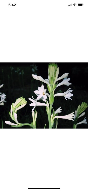 2 Clumps Tuberose, Bulbs 2+Size Small, Rooted &Sprouted Ready To Plant gallery