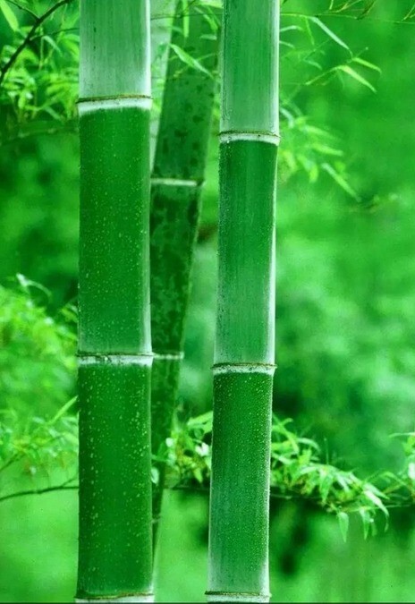 50 + Green Bamboo Seeds gallery