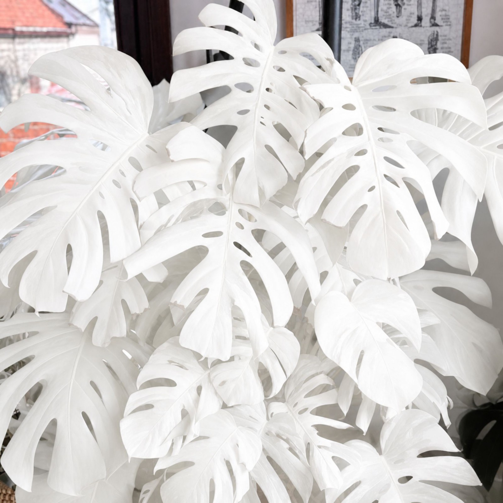 Monstera White Moon Variegated Rare Live Starter Plant Rooted Cutting Houseplant gallery
