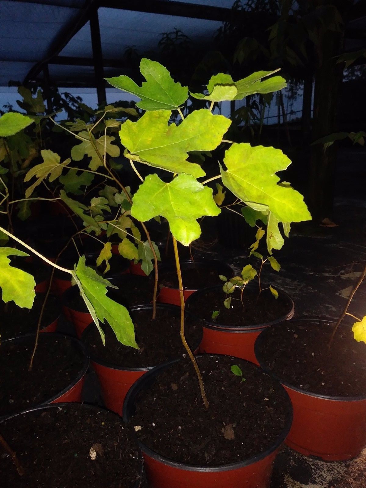 Ficus "brown turkey" Fig Tree plant cold hardy not dormant gallery