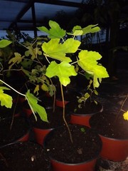 Ficus “brown turkey” Fig Tree plant cold hardy not dormant