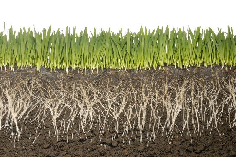 Soil Vigor: Potassium Polyacrylate Super Absorbent Polymer Water Storing Crystal gallery