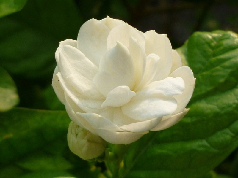 Malitodd Pikul jasmine sambac gallery