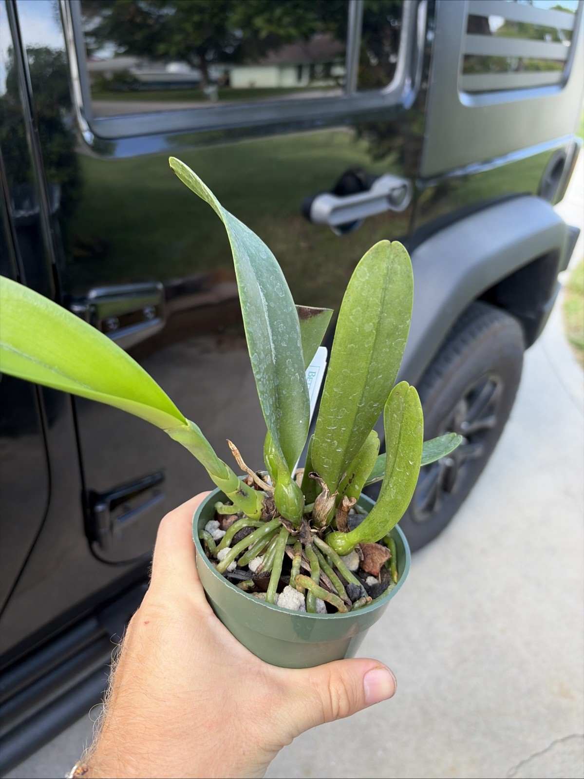 Rhyncholaeliocattle Shinaphat Diamond 'White Swan' Orchid Plant Blooming Size 4” gallery