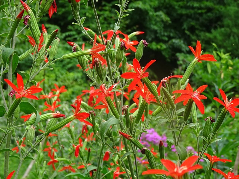 Royal catchfly Silene regia Native Perennial 20 seeds from 2024 for Hummingbirds gallery