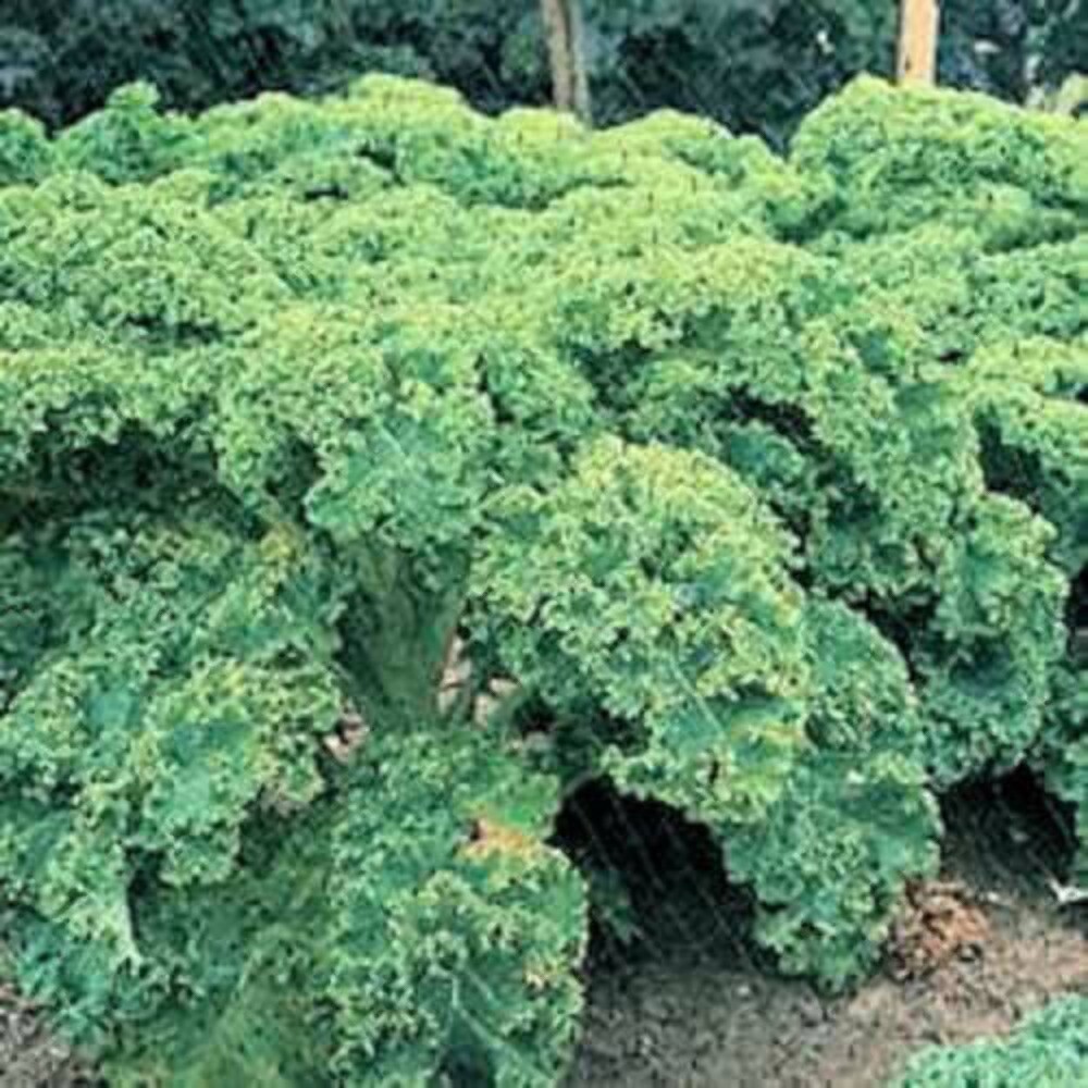 2500 VATES Blue CURLED KALE Dwarf Scotch Brassica Oleracea Vegetable Green Seeds gallery