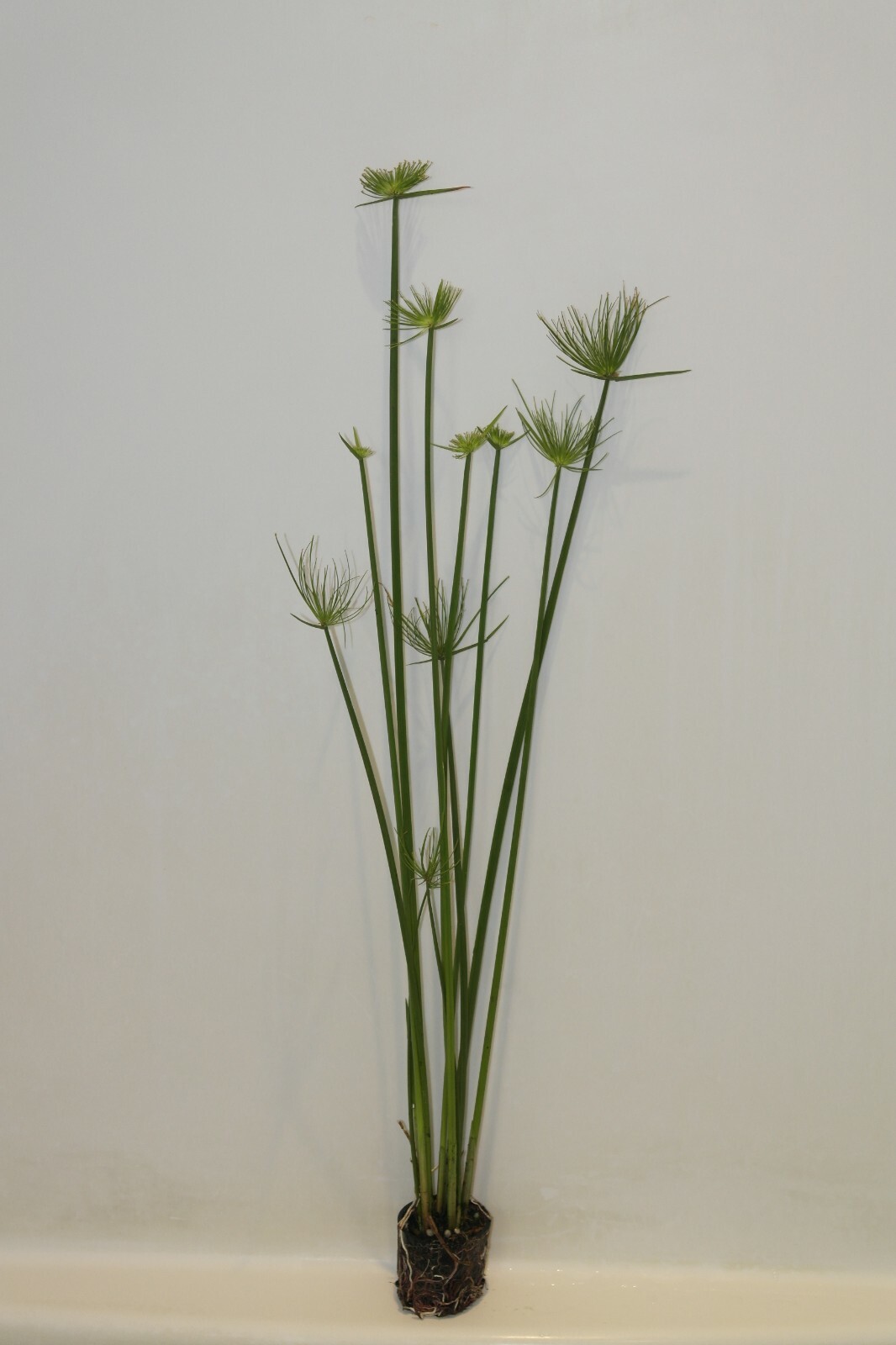 Live Dwarf Papyrus Tropical Aquatic Marginal Pond Plant gallery