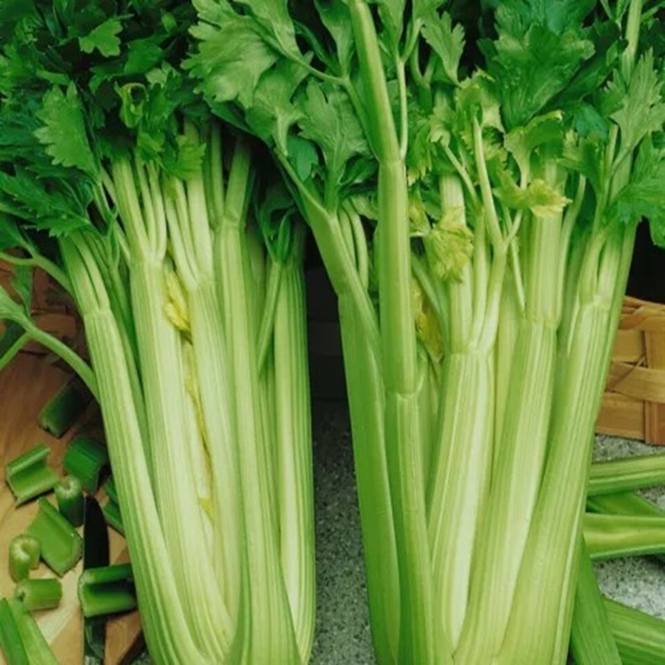 Tendercrisp Celery Seeds for Planting - Non GMO Heirloom Vegetable Seeds gallery