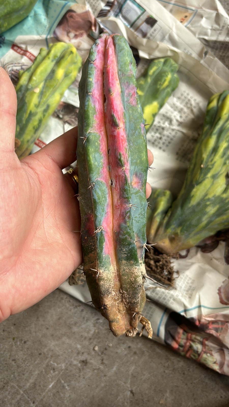 11-13cm Own-Root Cactis Myrtiio.Geometrizans Red Variegata Rare Garden Planting gallery