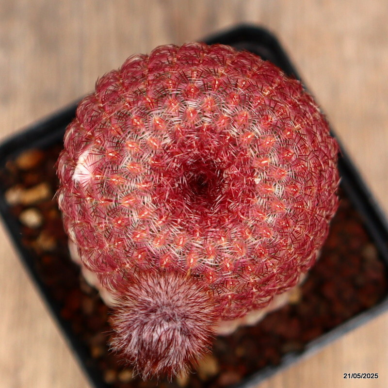 D4237 ECHINOCEREUS RIGIDISSIMUS RUBRISPINUS pot9-H14-W7 cm MaMa Cactus gallery