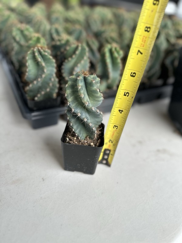Spiral Cactus, Tornado Cactus, Cereus Forbesii Spiralis Twisted Cactus 2.5” pot gallery