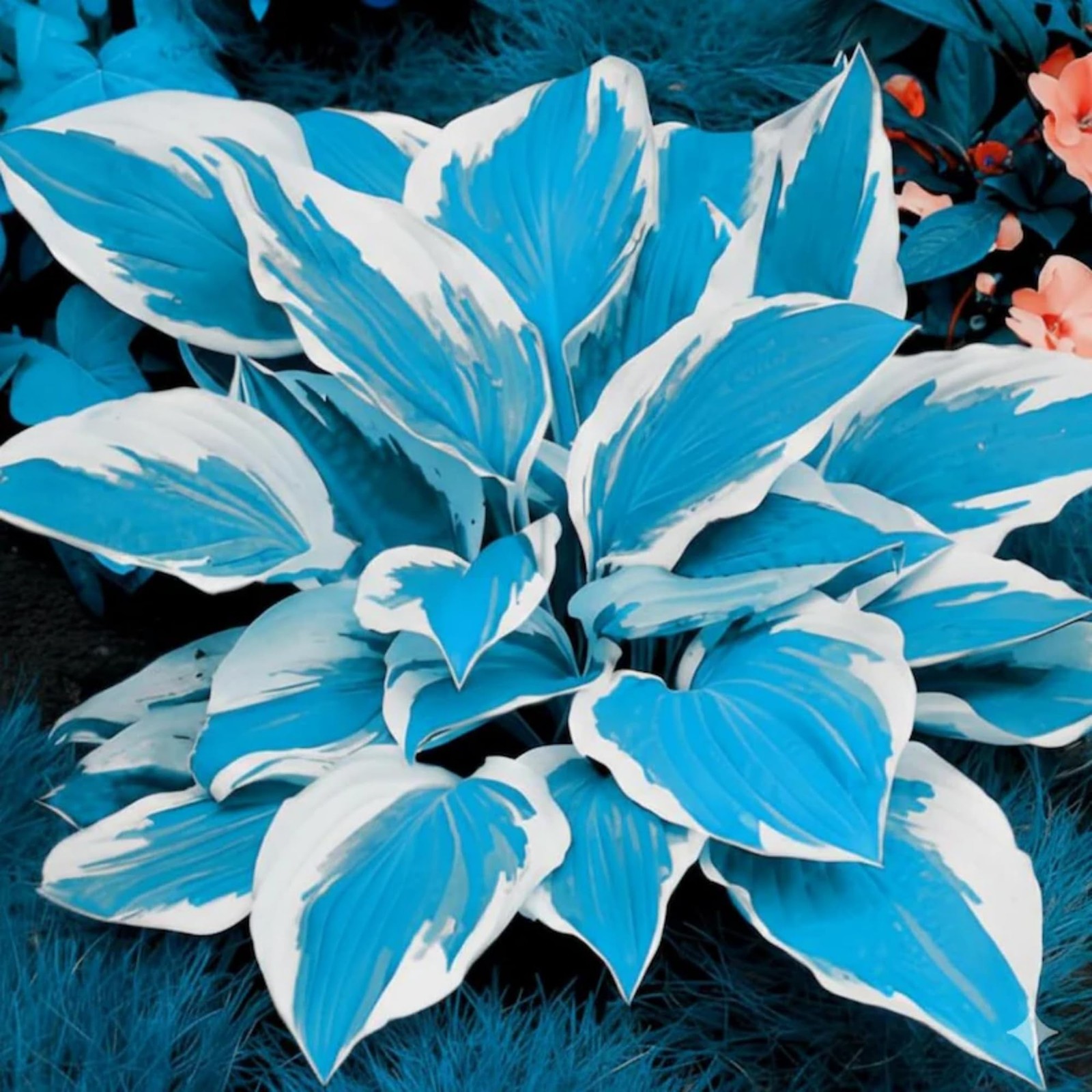 200+ Hosta Seeds Perennial for Planting Outdoor Garden gallery
