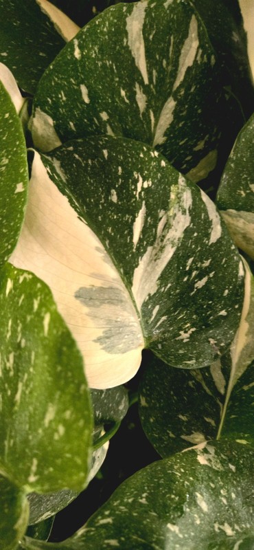 Live Monstera Thai constellation Starter Plant $26.95 gallery