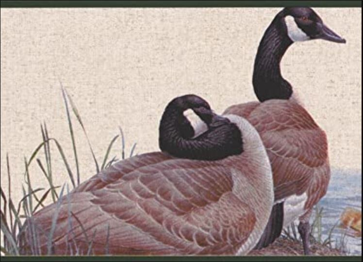 Norwall Prepasted Peelable Border Wallpaper Duck Pond 15 ft x 7 in GL76363 gallery