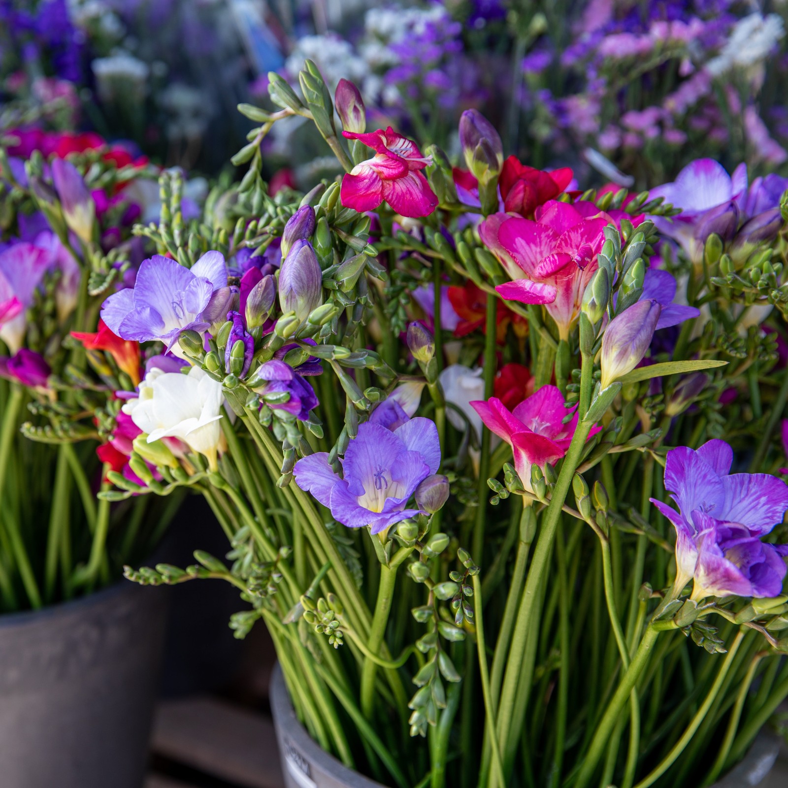 Freesia Berries & Cream Collection 45 Bulbs, Pink Violet & White Spring Flowers gallery