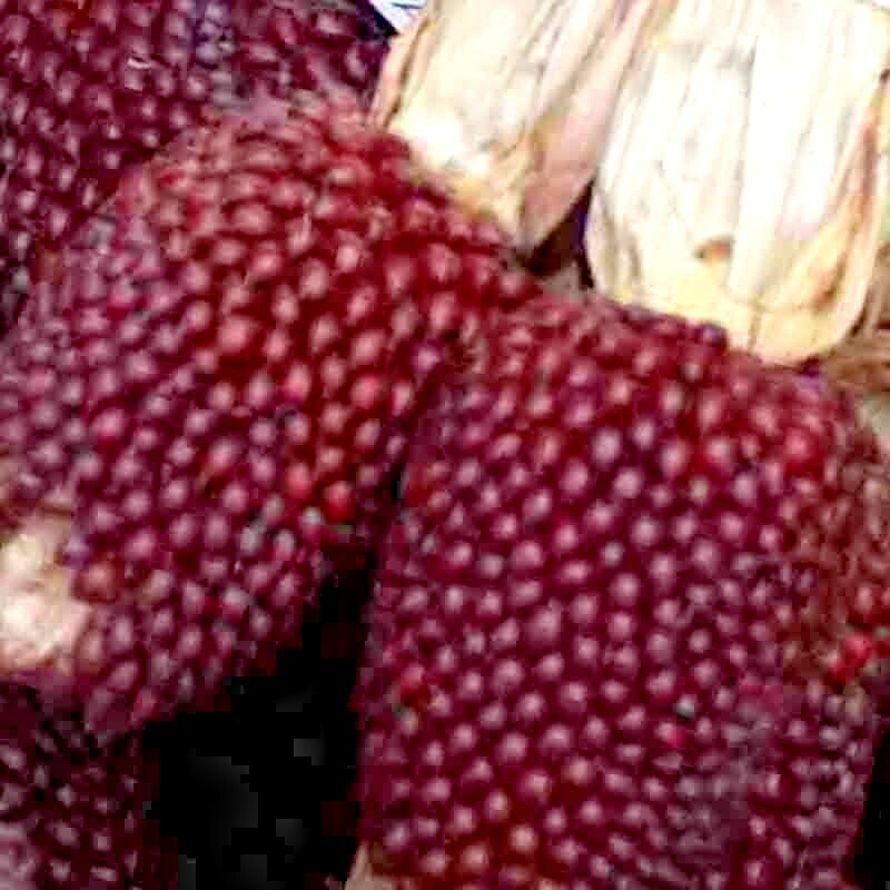 60+ STRAWBERRY RARE RUBY CORN SEEDS RED AUTUMN SWEET HEIRLOOM NON-GMO POPCORN US gallery
