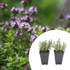 2 Garden Thyme Plants in 3.5″ Cube-Live Aromatic Evergreen Culinary Herb(Thymus)